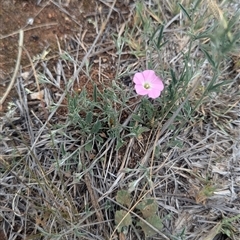 Convolvulus angustissimus subsp. angustissimus (Australian Bindweed) at Urana, NSW - 16 Oct 2024 by Darcy