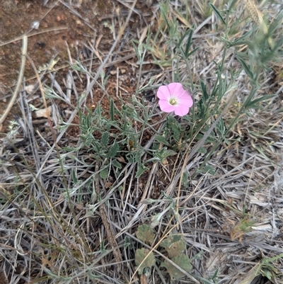 Convolvulus angustissimus subsp. angustissimus (Australian Bindweed) at Urana, NSW - 16 Oct 2024 by Darcy
