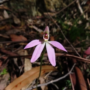 Caladenia fuscata at Cotter River, ACT - suppressed