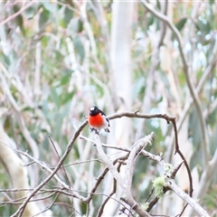 Petroica boodang (Scarlet Robin) at Cotter River, ACT - 16 Oct 2024 by MB