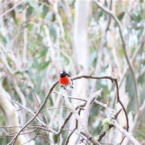 Petroica boodang at Cotter River, ACT - 16 Oct 2024