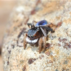 Maratus anomalus (Blue Peacock spider) at Oallen, NSW - 16 Oct 2024 by Harrisi