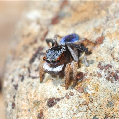 Maratus anomalus (Blue Peacock spider) at Oallen, NSW - 16 Oct 2024 by Harrisi