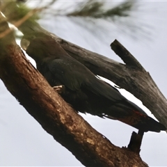 Calyptorhynchus lathami lathami (Glossy Black-Cockatoo) at Moruya, NSW - 29 Sep 2024 by LisaH