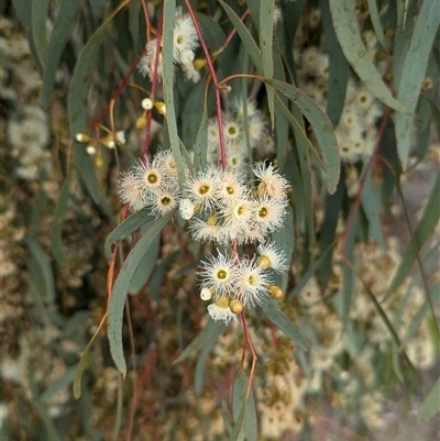 Eucalyptus melliodora (Yellow Box) at Urana, NSW - 16 Oct 2024 by Darcy