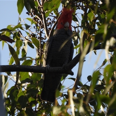 Callocephalon fimbriatum (Gang-gang Cockatoo) at Latham, ACT - 3 Oct 2024 by LD12