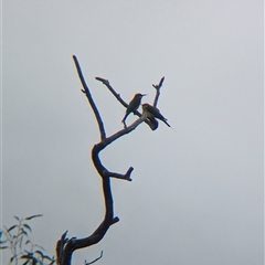 Merops ornatus (Rainbow Bee-eater) at Urana, NSW - 16 Oct 2024 by Darcy