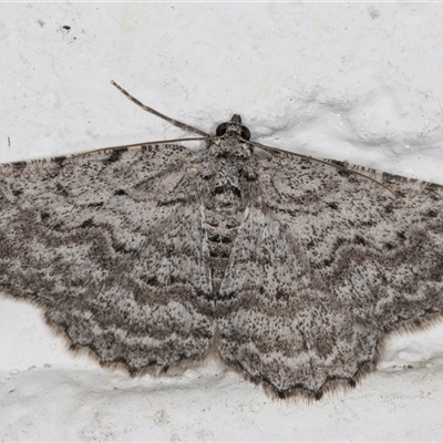 Psilosticha absorpta (Fine-waved Bark Moth) at Melba, ACT - 15 Oct 2024 by kasiaaus