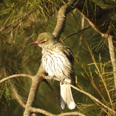 Oriolus sagittatus (Olive-backed Oriole) at Latham, ACT - 3 Oct 2024 by LD12