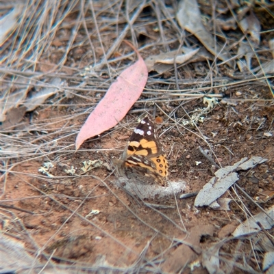 Vanessa kershawi (Australian Painted Lady) at Urana, NSW - 16 Oct 2024 by Darcy