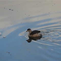 Tachybaptus novaehollandiae (Australasian Grebe) at Latham, ACT - 21 Sep 2024 by LD12