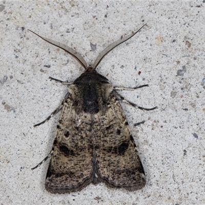 Agrotis porphyricollis (Variable Cutworm) at Melba, ACT - 15 Oct 2024 by kasiaaus