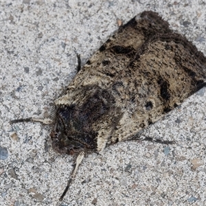 Agrotis porphyricollis at Melba, ACT - 15 Oct 2024 10:17 PM