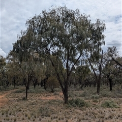 Acacia pendula (Myall) at Urana, NSW - 16 Oct 2024 by Darcy