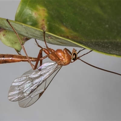 Netelia sp. (genus) (An Ichneumon wasp) at Melba, ACT - 15 Oct 2024 by kasiaaus