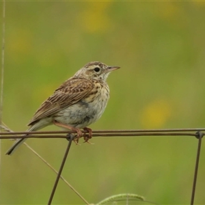 Anthus australis at Macgregor, ACT - 1 Jan 2024 09:42 AM