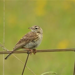 Anthus australis at Macgregor, ACT - 1 Jan 2024 09:42 AM