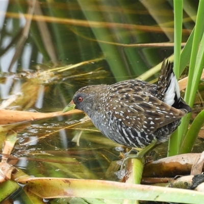 Porzana fluminea (Australian Spotted Crake) at Dunlop, ACT - 31 Dec 2023 by LD12