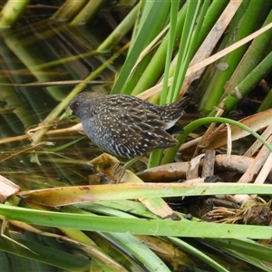 Porzana fluminea at Dunlop, ACT - 1 Jan 2024 09:12 AM