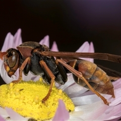 Polistes (Polistella) humilis (Common Paper Wasp) at Acton, ACT - 16 Oct 2024 by kasiaaus