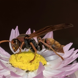 Polistes (Polistella) humilis at Acton, ACT - 16 Oct 2024 10:09 AM