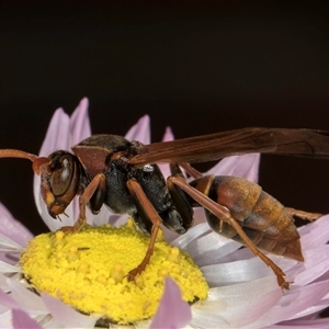 Polistes (Polistella) humilis at Acton, ACT - 16 Oct 2024 10:09 AM