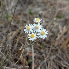 Rhodanthe corymbiflora (Paper Sunray) at Urana, NSW - 16 Oct 2024 by Darcy