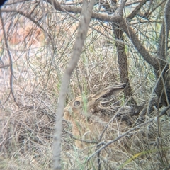 Lepus capensis (Brown Hare) at Urana, NSW - 16 Oct 2024 by Darcy