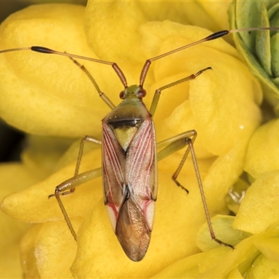 Pseudopantilius australis (Red and Green Mirid Bug) at Acton, ACT - 16 Oct 2024 by kasiaaus