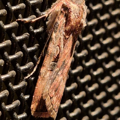 Agrotis munda (Brown Cutworm) at Latham, ACT - 11 Sep 2024 by LD12