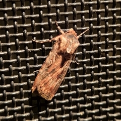 Agrotis munda at Latham, ACT - 11 Sep 2024 09:36 PM