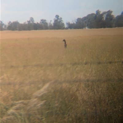 Dromaius novaehollandiae (Emu) at Urana, NSW - 16 Oct 2024 by Darcy