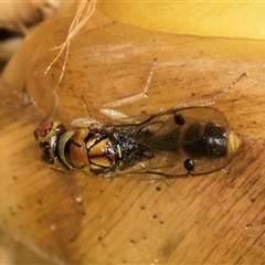 Megastigmus sp. (genus) at Acton, ACT - 16 Oct 2024 10:22 AM