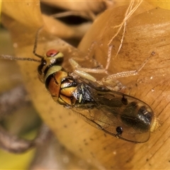 Megastigmus sp. (genus) at Acton, ACT - 16 Oct 2024 10:22 AM