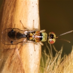 Megastigmus sp. (genus) at Acton, ACT - 16 Oct 2024 10:22 AM