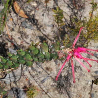 Grevillea baueri (Bauer’s Grevillea) at Sassafras, NSW - 16 Oct 2024 by Harrisi