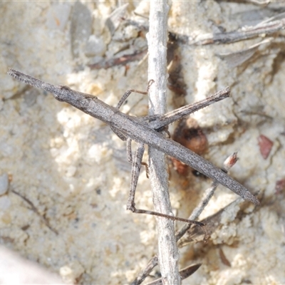 Phasmatodea (order) at Boolijah, NSW - 16 Oct 2024 by Harrisi