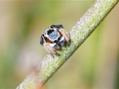 Maratus anomalus (Blue Peacock spider) at Boolijah, NSW - 16 Oct 2024 by Harrisi