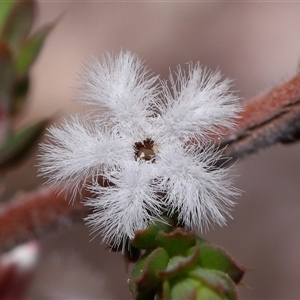 Styphelia attenuata at Tharwa, ACT - 21 Aug 2024