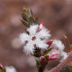 Styphelia attenuata at Tharwa, ACT - 21 Aug 2024