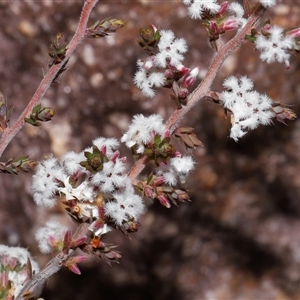 Styphelia attenuata at Tharwa, ACT - 21 Aug 2024