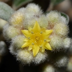 Spyridium obovatum at Acton, ACT - 3 Aug 2024 by TimL