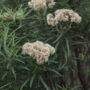 Cassinia longifolia at Conder, ACT - 7 Jan 2024