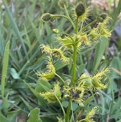 Drosera gunniana (Pale Sundew) at Hall, ACT - 15 Oct 2024 by JaneR