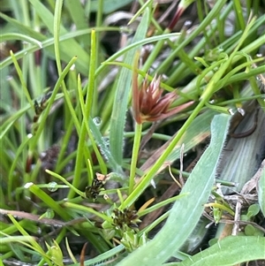 Juncus capitatus at Hall, ACT - 16 Oct 2024