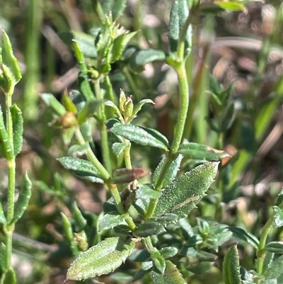 Gonocarpus tetragynus (Common Raspwort) at Hall, ACT - 16 Oct 2024 by JaneR