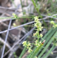 Galium gaudichaudii subsp. gaudichaudii (Rough Bedstraw) at Hall, ACT - 15 Oct 2024 by JaneR