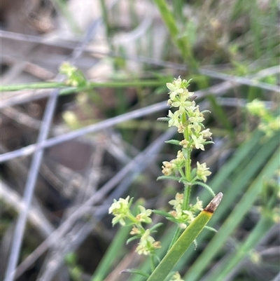 Galium gaudichaudii subsp. gaudichaudii (Rough Bedstraw) at Hall, ACT - 16 Oct 2024 by JaneR