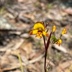 Diuris semilunulata (Late Leopard Orchid) at Fadden, ACT - 16 Oct 2024 by Shazw