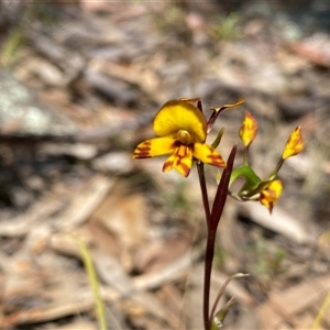 Diuris semilunulata at Fadden, ACT - 16 Oct 2024